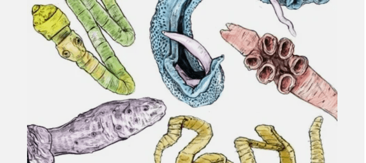 Parásitos del cuerpo humano