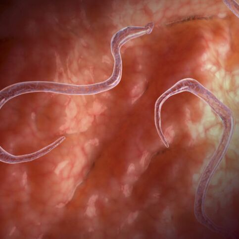 Parásitos en los intestinos
