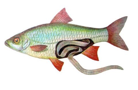 El pescado como causa de infección humana por parásitos.