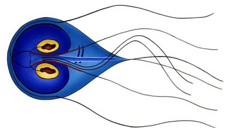 Giardia, un parásito del intestino delgado humano