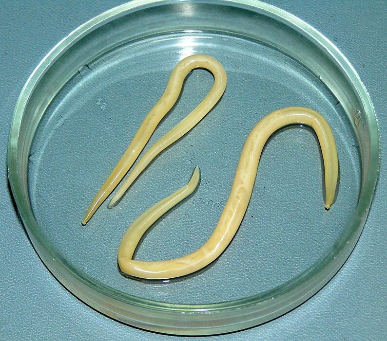Lombrices intestinales que atacan el sistema digestivo, los pulmones y el corazón humanos.